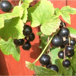 No08 Blackcurrant Buds
