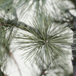 Juletr m. 80 LED lights - H125 cm