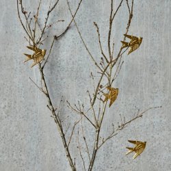 Humming bird - Kolibri