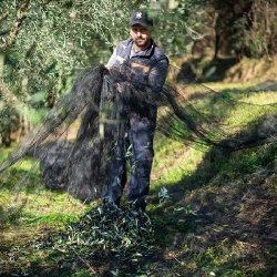 Ekstraordinr ekstra jomfruolie  Il Primo