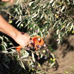 Ekstraordinr ekstra jomfruolie  Il Primo