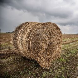 The Belgian Towel - Mercurio stripe