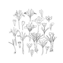 Fleurs Coloriages � Zo� de Las Cases