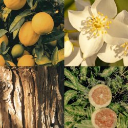 No Vacancy  Roll-on Parfumeolie