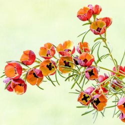 No10 Boronia  Brun Boronia