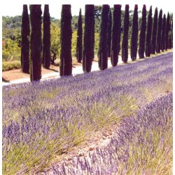 No21 Lavender  Lavendel