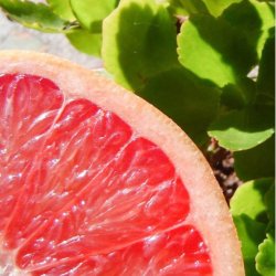 No33 Pink Grapefruit