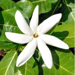 No37 Tiare - Tahitian Gardenia