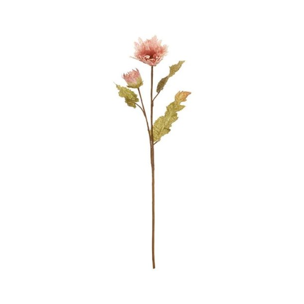 Poppy flower - Old rose