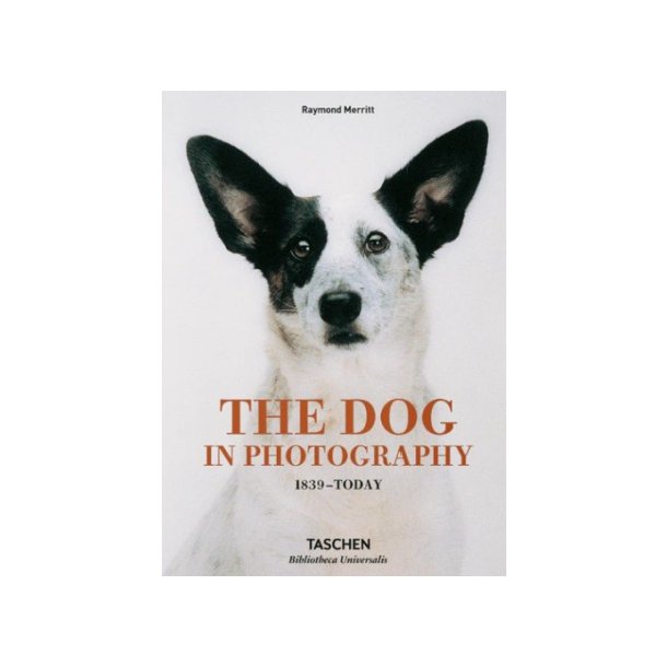 The Dog In Photography