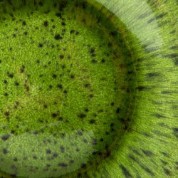 The emeralds ceramic dinner plate - spotted green